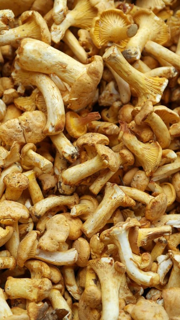 kanttarellit piirakka kanttarellipiirakka